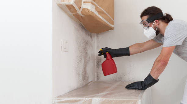 Professional Basement Mold Removal technician working in Narvon, PA
