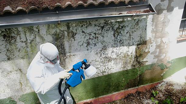 Top rated local Basement Mold Removal specialists in Narvon, PA